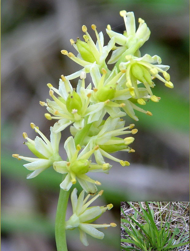 kosatka kalíškatá Tofieldia calyculata (L.) Wahlenb.