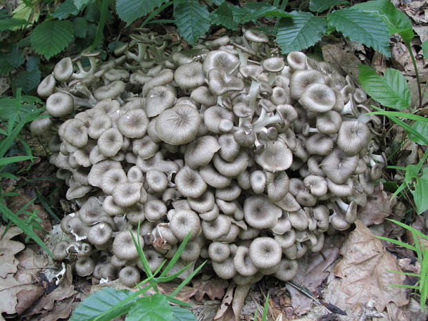 trudnik Klobučkaty  Trudnik Klobučkaty