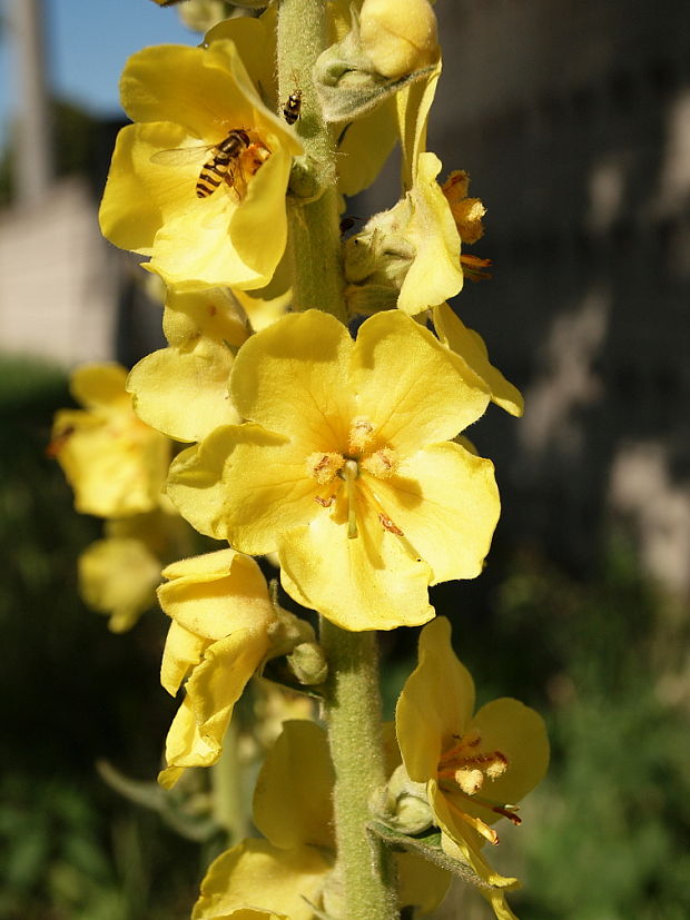 divozel Verbascum sp.