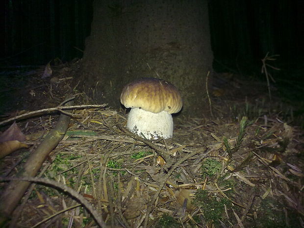 boletus