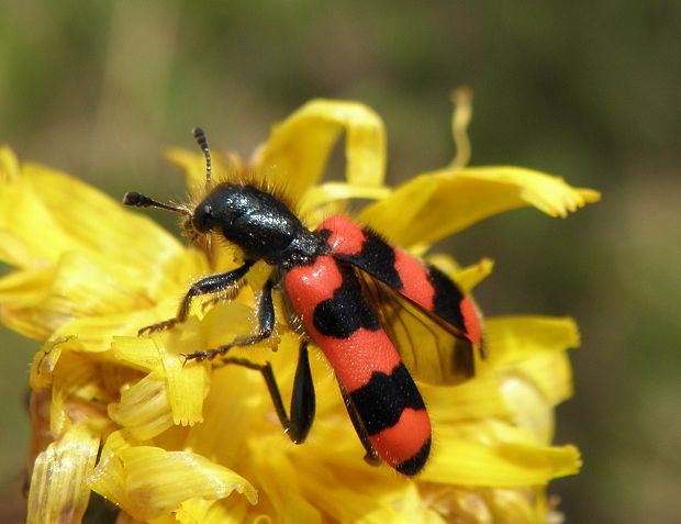 pestroš včelí  (Trichodes apiarius)