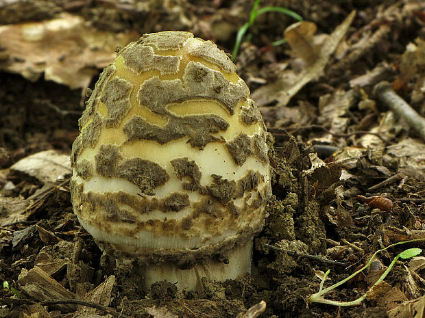 muchotrávka chrastavá Amanita ceciliae (Berk. & Broome) Bas