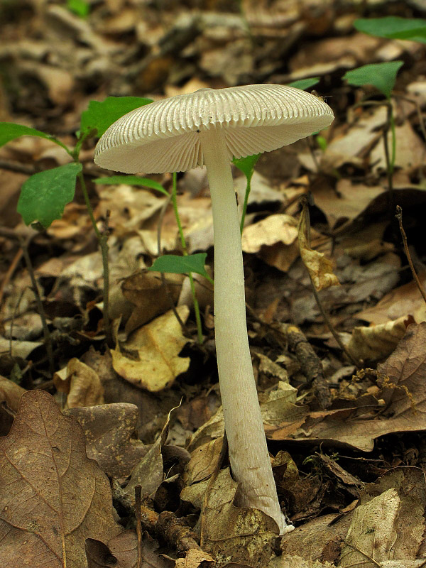 muchotrávka Amanita sp.