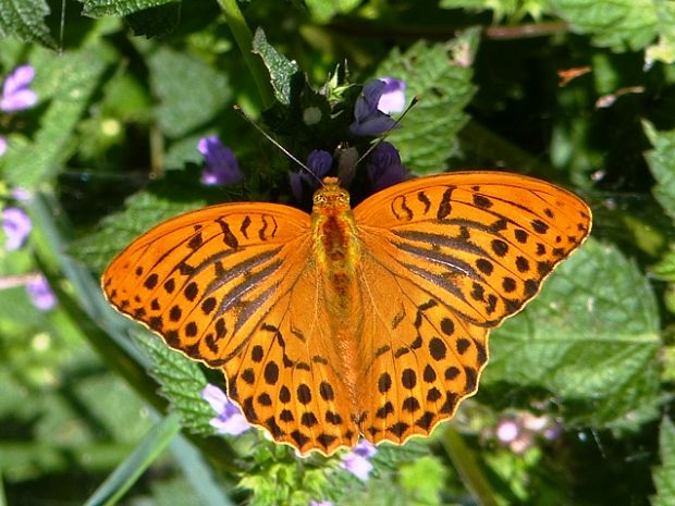 perlovec striebristopásavý Argynnis paphia