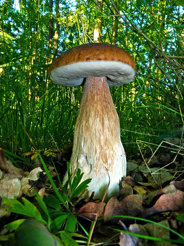 hríb smrekový Boletus edulis Bull.