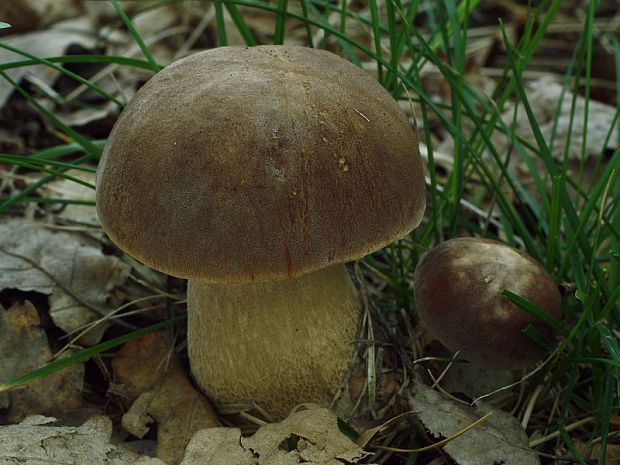 hríb dubový Boletus reticulatus Schaeff.