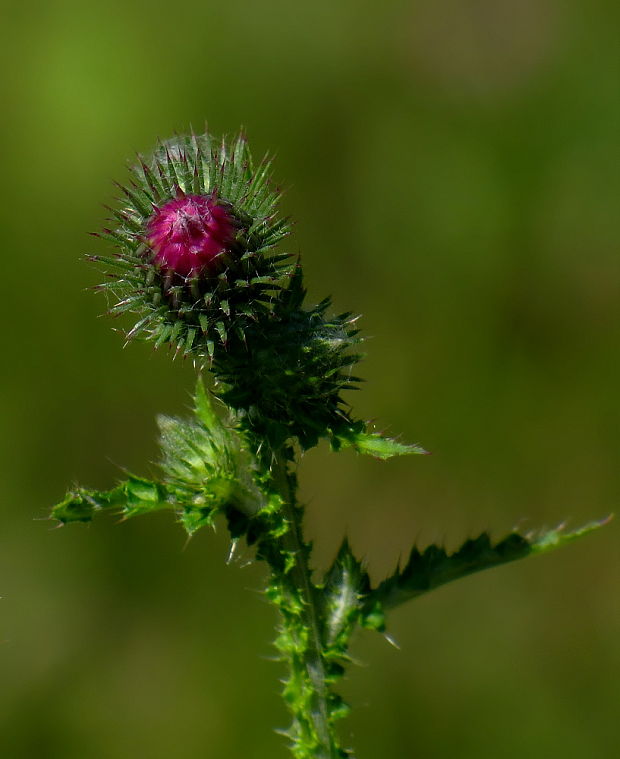 bodliak Carduus sp.