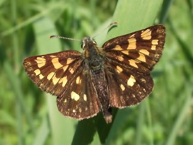 súmračník skorocelový Carterocephalus palaemon