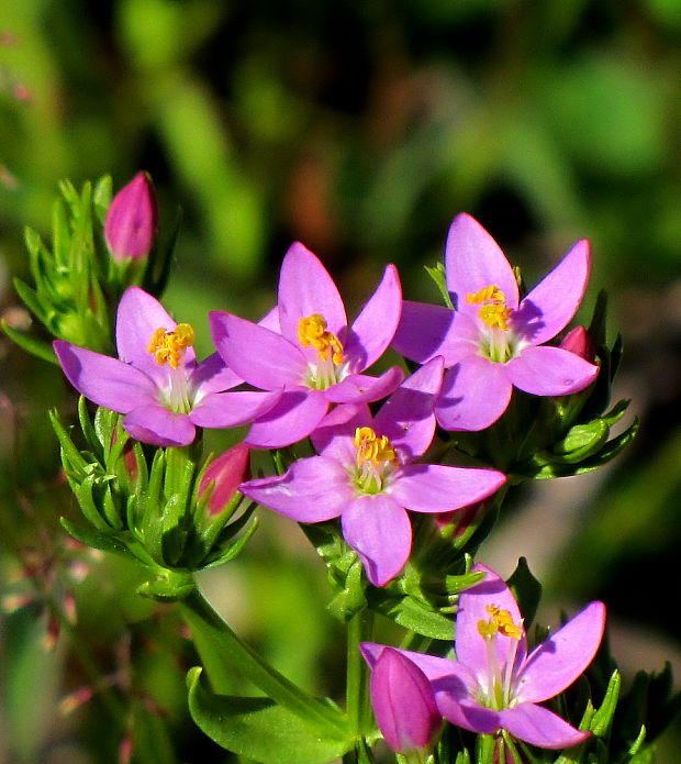 zemežlč menšia Centaurium erythraea Rafn