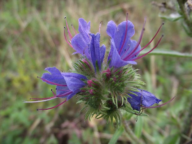 hadinec obyčajný Echium vulgare L.