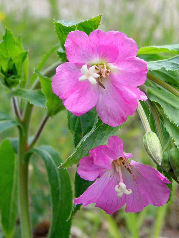 vŕbovka chlpatá Epilobium hirsutum L.