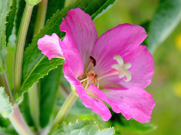 vŕbovka chlpatá Epilobium hirsutum L.