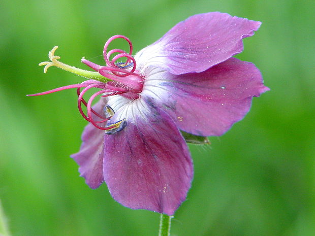 pakost hnedočervený Geranium phaeum L.