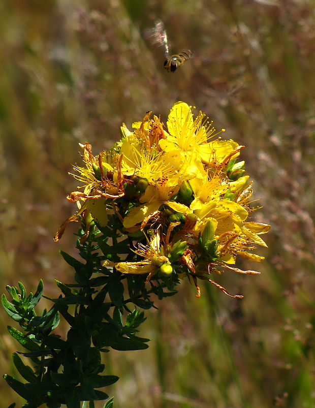 ľubovník bodkovaný Hypericum perforatum L.