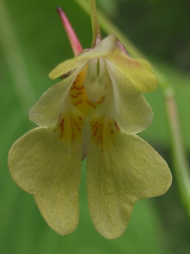 netýkavka malokvetá Impatiens parviflora DC.