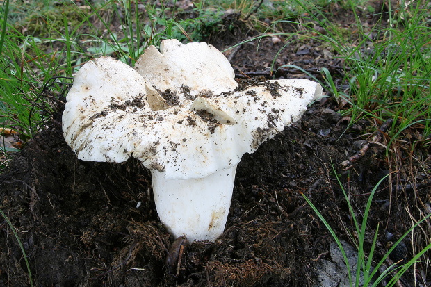 rýdzik korenistý Lactarius piperatus (L.) Pers.