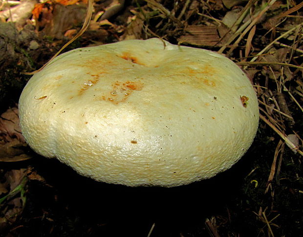 rýdzik korenistý Lactarius piperatus (L.) Pers.