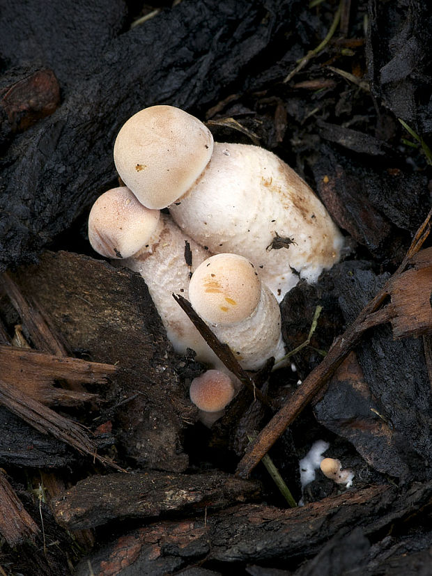 bedľovec Bresadolov Leucoagaricus americanus (Peck) Vellinga