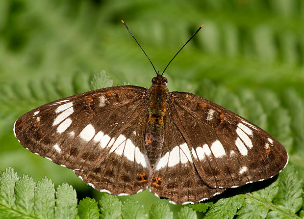 bielopásovec zemolezový Limenitis camilla