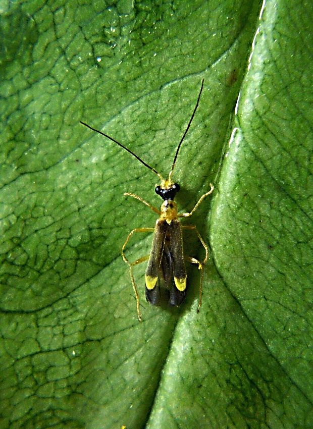 snehuľčík Malthinus flaveolus