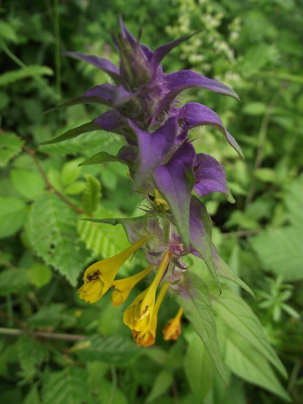 čermeľ hájny Melampyrum nemorosum L.