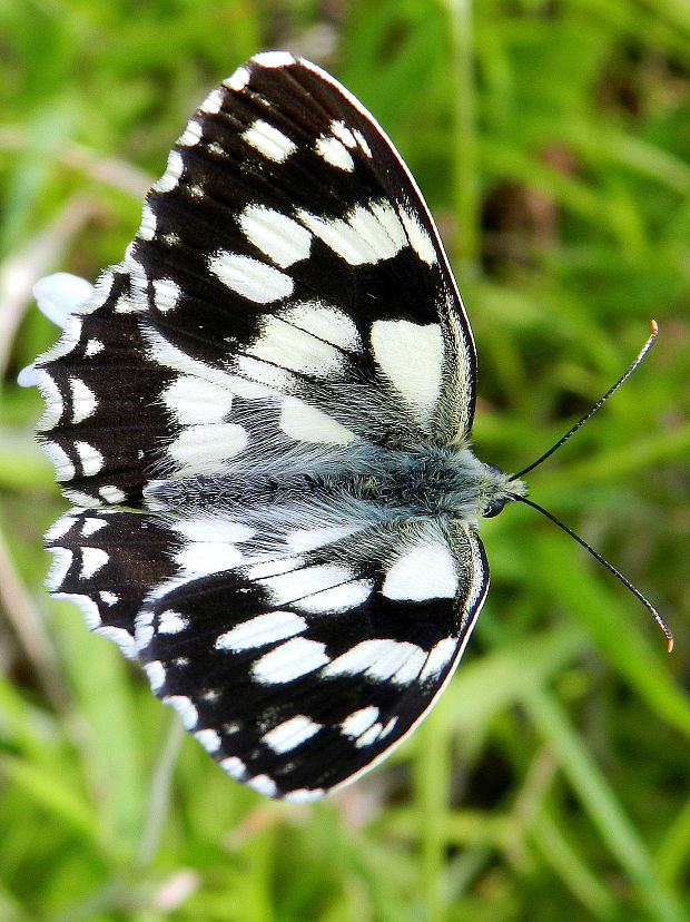 očkáň timotejkový  Melanargia galathea  Linnaeus, 1758