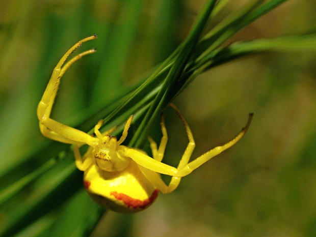 kvetárik dvojtvarý Misumena vatia