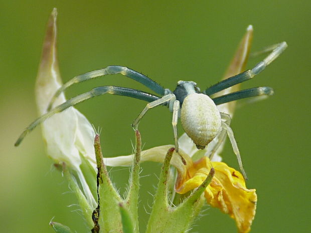 kvetárik dvojtvarý Misumena vatia