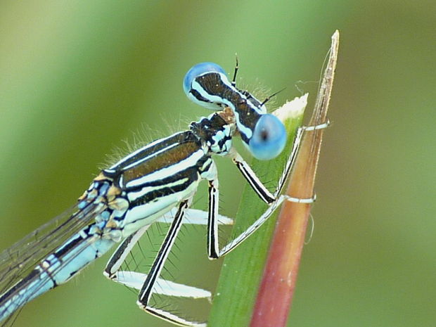 šidielko ploskonohé Placytnemis pennipes