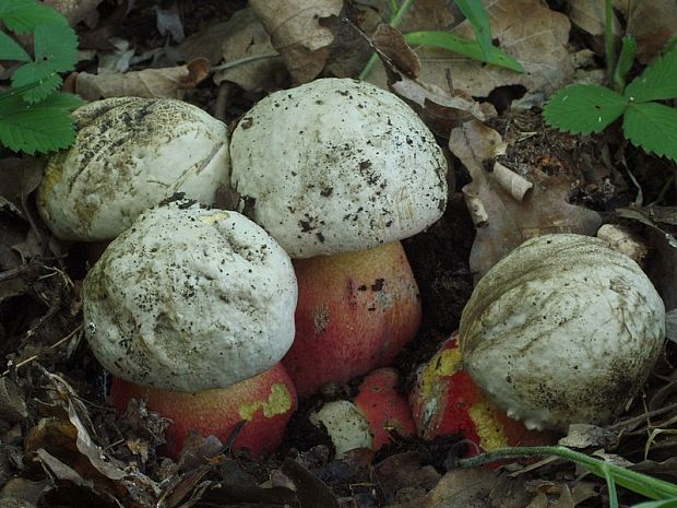 hríb satanský Rubroboletus satanas f. satanas (Lenz) Kuan Zhao & Zhu L. Yang