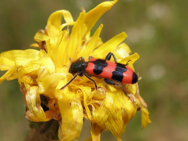 pestroš včelí  Trichodes apiarius