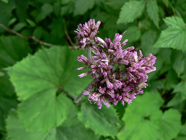 mačucha cesnačkovitá Adenostyles alliariae (Gouan) A. Kern.