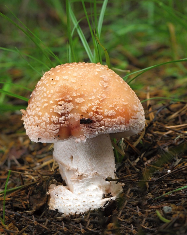 muchotrávka červenkastá Amanita rubescens Pers.