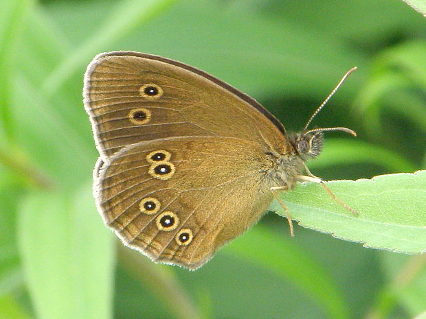 očkáň obyčajný Aphantopus hyperanthus  Linnaeus, 1758