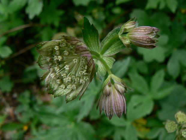 jarmanka väčšia Astrantia major L.