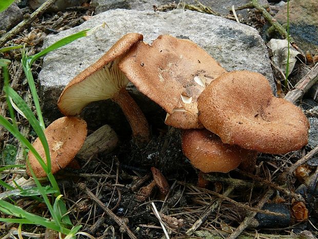 strmuľka hnedočervená Bonomyces sinopicus (Fr.) Vizzini