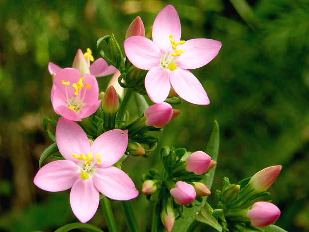 zemežlč menšia Centaurium erythraea Rafn