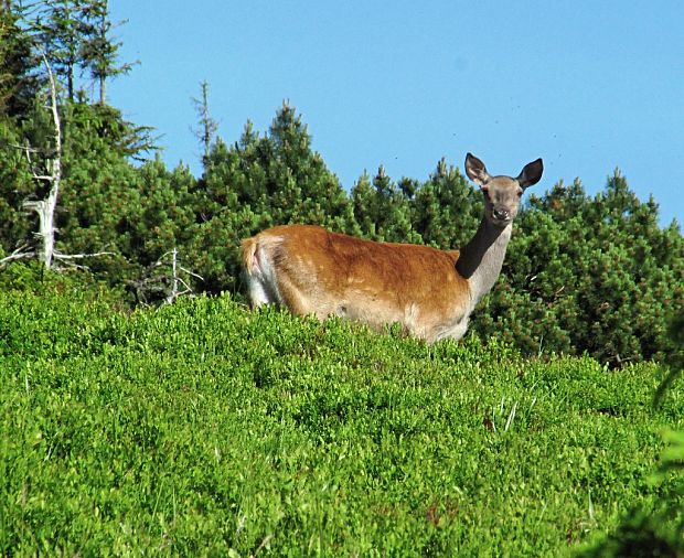 jeleň lesný -jelen lesní laň Cervus elaphus