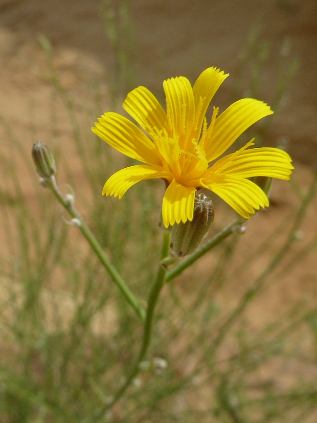 chondrila prútnatá Chondrilla juncea L.