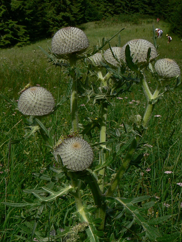 pichliač bielohlavý Cirsium eriophorum (L.) Scop.