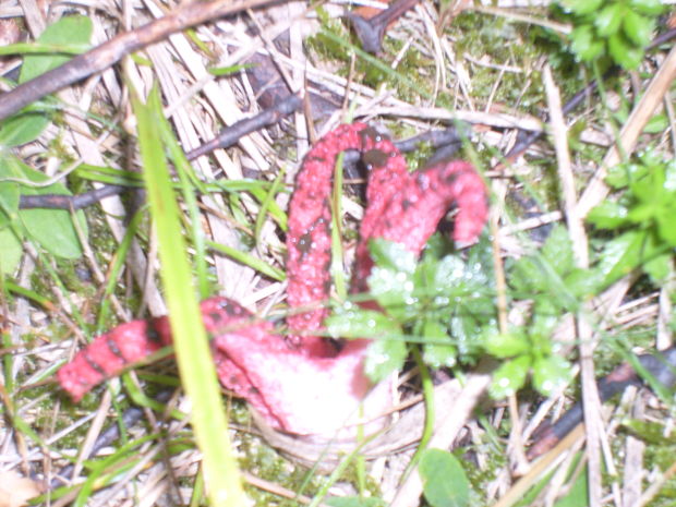 mrežovka kvetovitá Clathrus archeri (Berk.) Dring