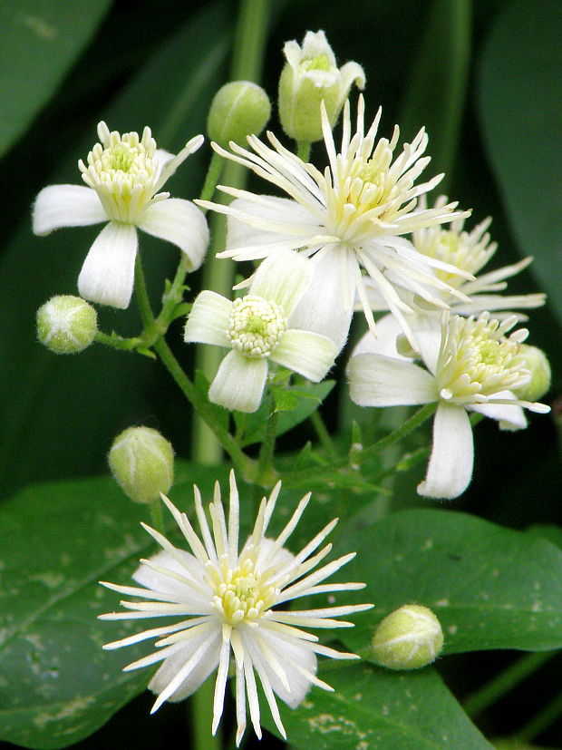 plamienok plotný Clematis vitalba L.