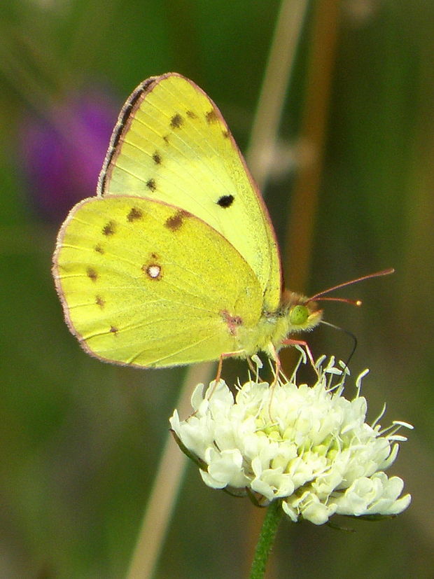 žltáčik ranostajový Colias hyale Linnaeus, 1758