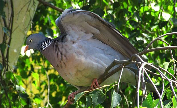 holub hrivnák-holub hřivnáč  Columba palumbus