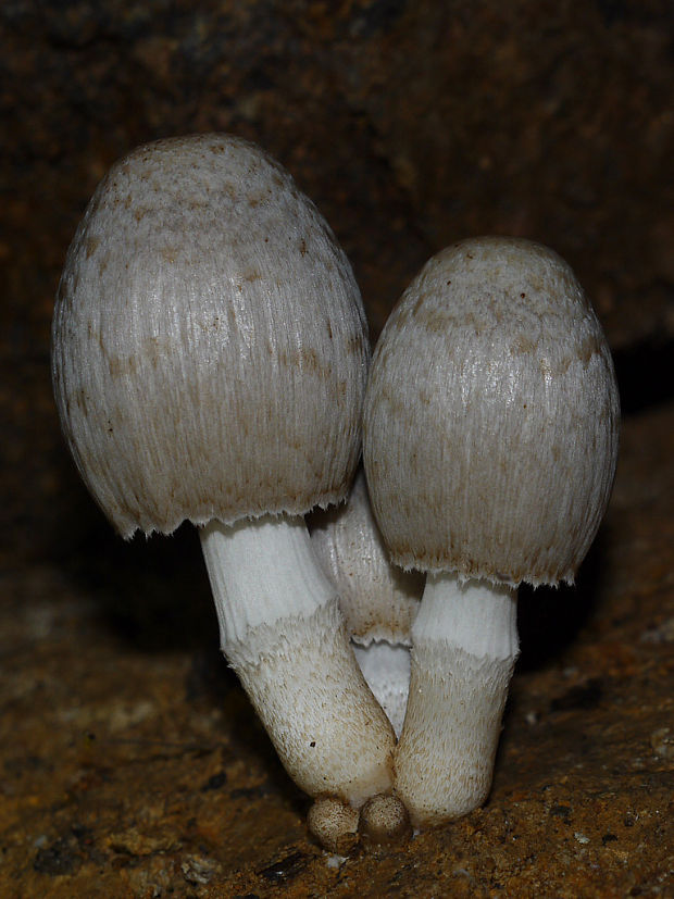 hnojník atramentový Coprinopsis atramentaria (Bull.) Redhead, Vilgalys & Moncalvo