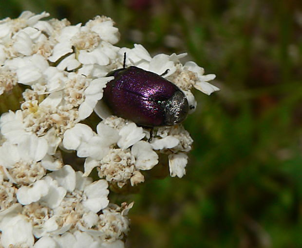 krytohlav hodvábny Cryptocephalus sericeus var. coeruleus