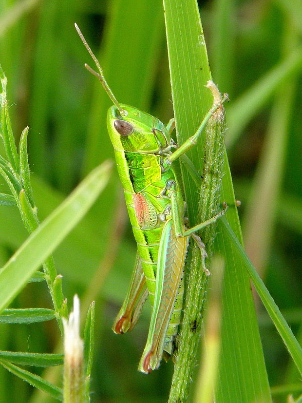 konik zlatistý   Euthystira brachyptera