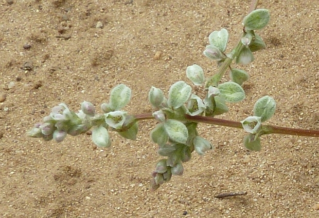 pohánkovec ovíjavý Fallopia convolvulus  (L.) Á. Löve