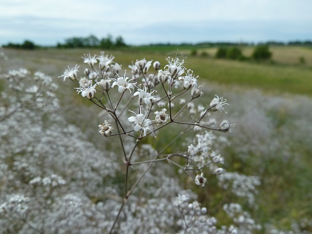 gypsomilka metlinatá Gypsophila paniculata L.