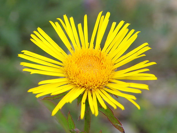 oman vŕbolistý Inula salicina L.